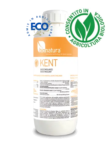 KENT